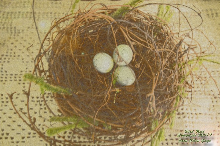 bird nest 2 signed